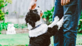 I cani riconoscono il padrone in foto